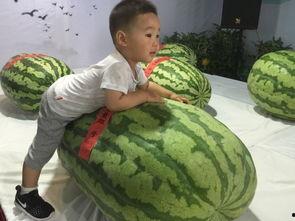 813吃瓜事件,揭秘网络舆论背后的真相与反思